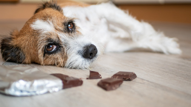 Alimentos que são perigosos e podem matar o seu cachorro!