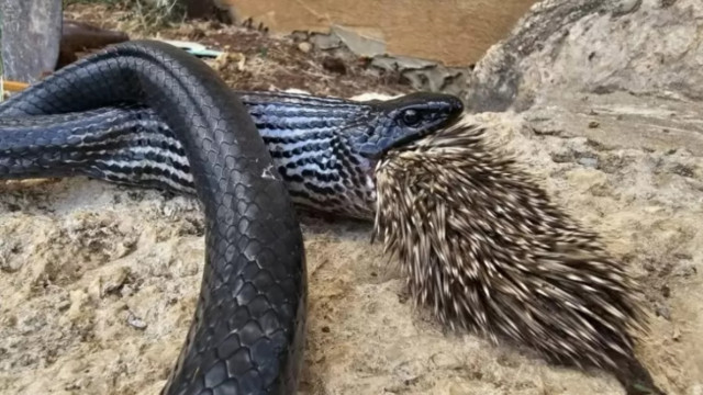 Cobra tenta devorar porco-espinho, não consegue ‘cuspir’ e ambos morrem