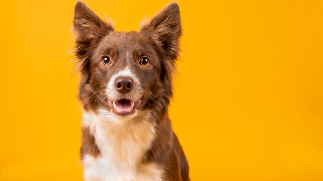 No Dia Mundial do Cão, saiba como ajudar seus pets a relaxar