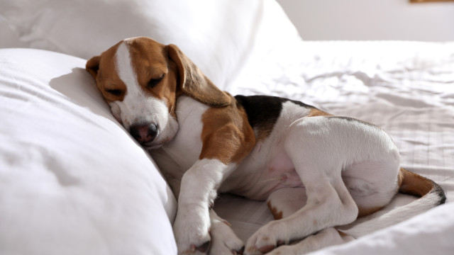 O leitor perguntou: Posso deixar o cão dormir no meu quarto?