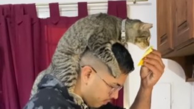 'Catatouille'? Vídeo mostra gato e dono a cozinharem (e internet adorou)