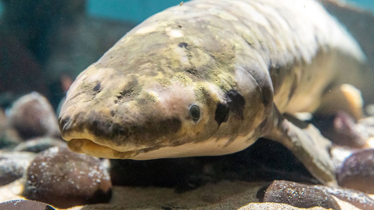 Matusalém, o peixe mais antigo em aquário do planeta