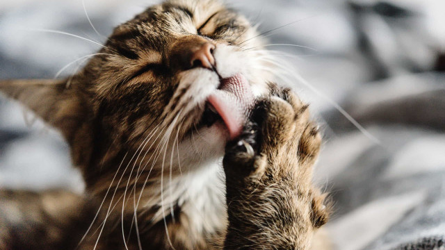 Mais de mil gatos salvos de serem abatidos e vendidos como carne de porco