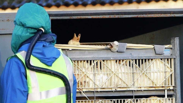 Agricultura confirma mais um caso de grive aviária em ave silvestre; total sobe para 148