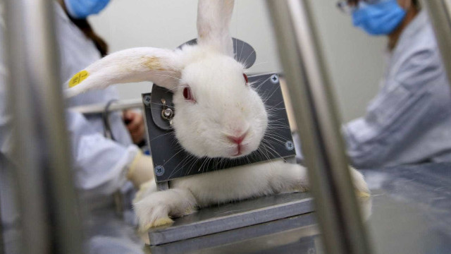 Importação de produtos testados em animais pode ser proibida no Brasil