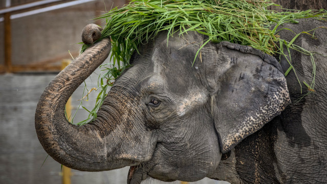 Morre Mali, considerada uma das elefantas "mais tristes" do mundo