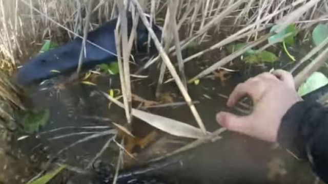 Policiais resgatam cão cego de lago gelado em Nova Iorque; vídeo