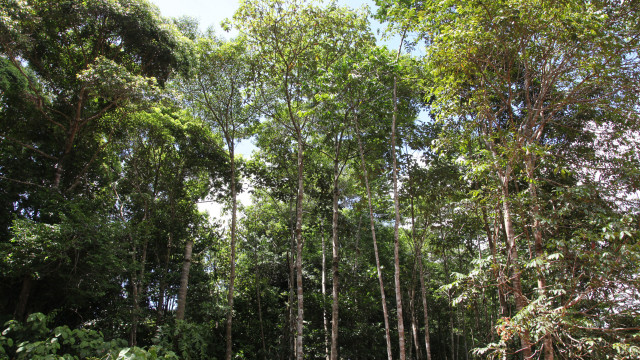 Pesquisa mede emissão de óxido nitroso na Amazônia e no Pantanal