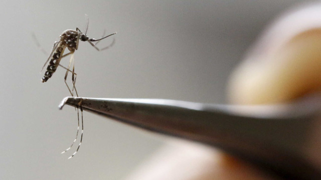 Alta de casos de dengue e chikungunya provoca falta de sangue em hospital de MG