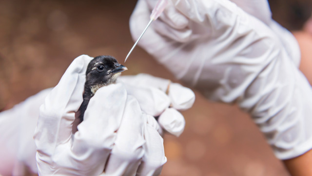 Agricultura confirma mais 2 casos de gripe aviária em aves silvestres; total sobe a 154