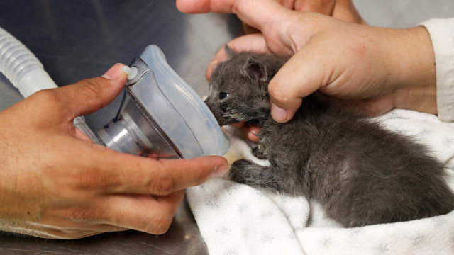 Cães e gatos sofrem as consequências dos incêndios no Chile; veja