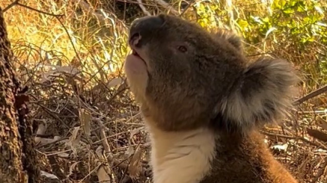 Coala chora a morte de outro em vídeo comovente