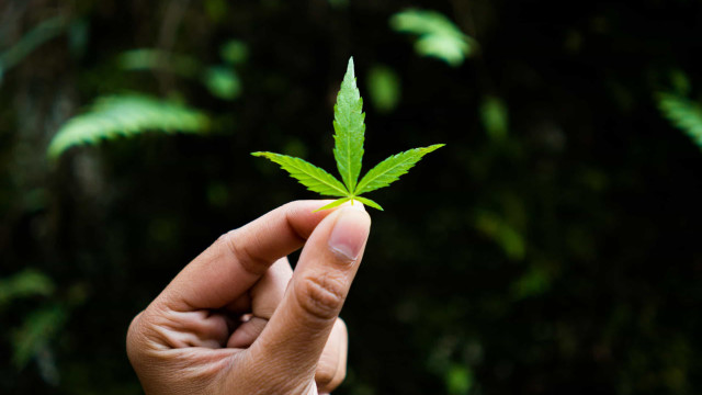 Mulher desiste do crack após sete anos nas ruas e recupera autonomia com maconha