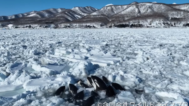 Orcas ficam presas em bloco de gelo e causam preocupação no Japão