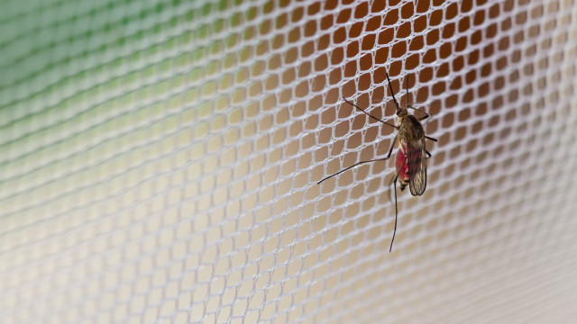 Cidade do Rio de Janeiro anuncia fim da epidemia de dengue