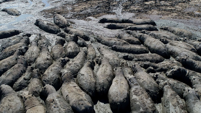 Dezenas de hipopótamos presos na lama devido à seca em Botsuana