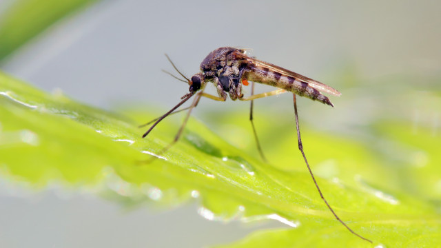 São Paulo já tem todos os bairros com epidemia de dengue, aponta boletim da prefeitura