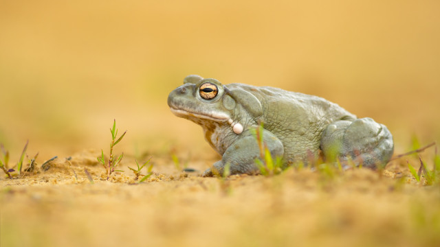 Descoberta promissora. Veneno de sapo pode ser antidepressivo?