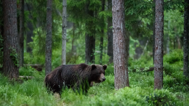 Japão em alerta: homem morre em ataque de urso e policiais ficam feridos