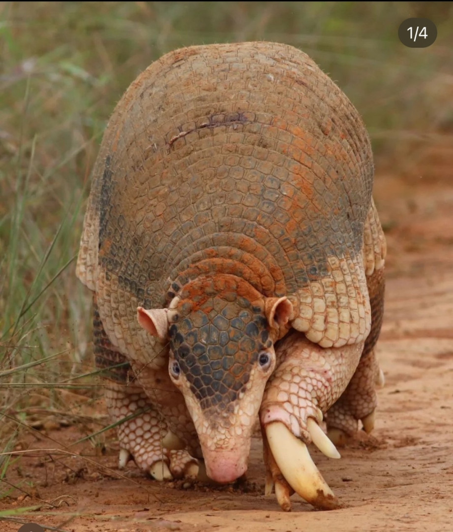 Maior Tatu do mundo é fotografado na Serra da Canastra, em Minas Gerais