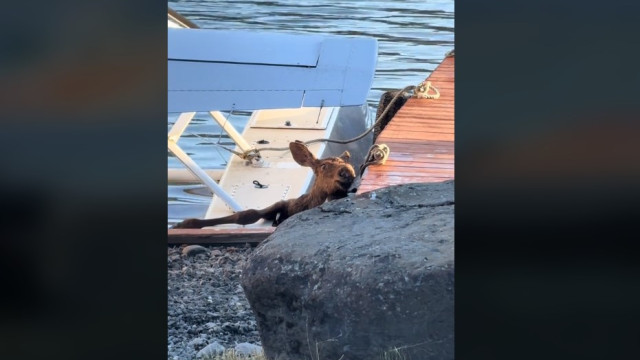 Alce bebê fica preso em lago junto a hidroavião e acaba sendo salvo; veja