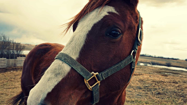 Cavalos resgatados de inundações no RS são tratados com tecnologia nuclear