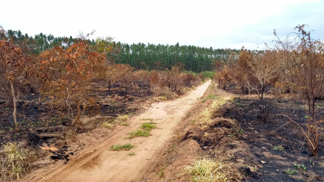 Desmatamento no cerrado desacelera, e governo alerta para seca e fogo no pantanal