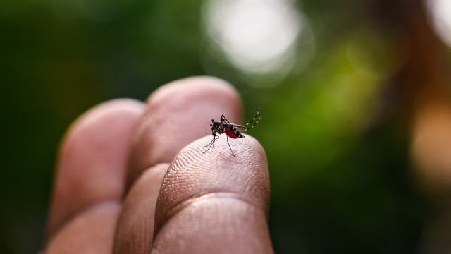 Estudo mostra como mosquitos podem ‘farejar’ humanos