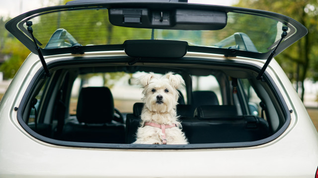 Treinadora explica como viajar de carro com o seu cão sem estresse