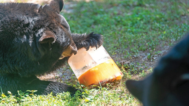 Animais na Flórida enfrentam o calor com sorvete de Leite e banho de gelo