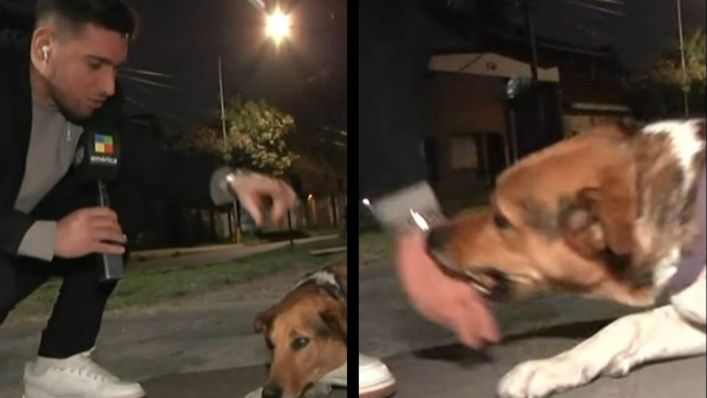 Repórter acaricia cachorro de rua na Argentina, mas é mordido ao vivo