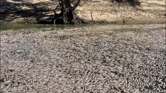 Usina é multada em R$ 18 milhões por morte de peixes em rio de Piracicaba (SP)