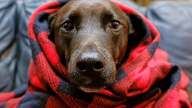 Veja quais as raças de cães são os prediletos dos tutores brasileiros