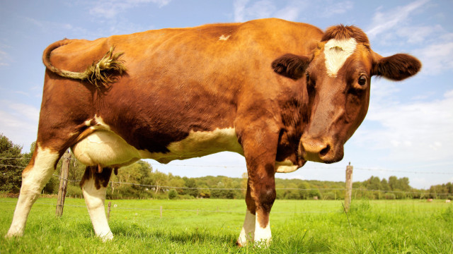 Achocolatado vem de vacas marrons? Muitos americanos acreditam nessas coisas bizarras!