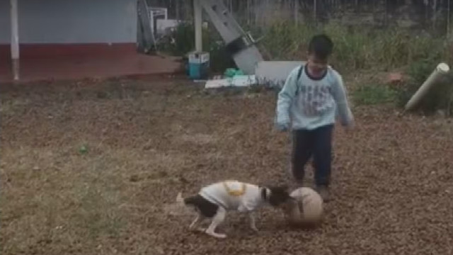 Garotinho e cadela brincam pouco antes de morrerem no voo