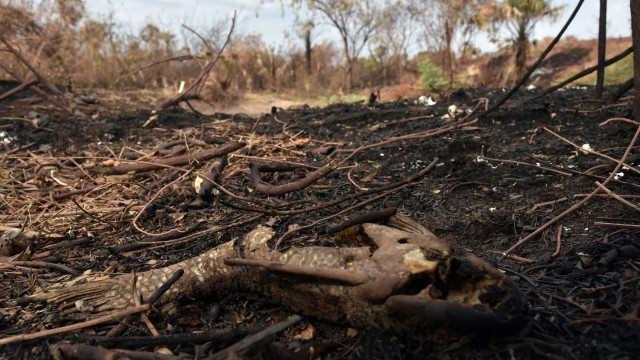 Advogado é multado em R$ 50 milhões por incêndio recorde no pantanal