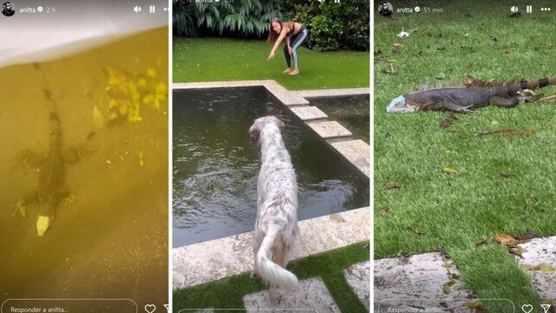 Anitta encontra réptil em piscina após furacão Milton