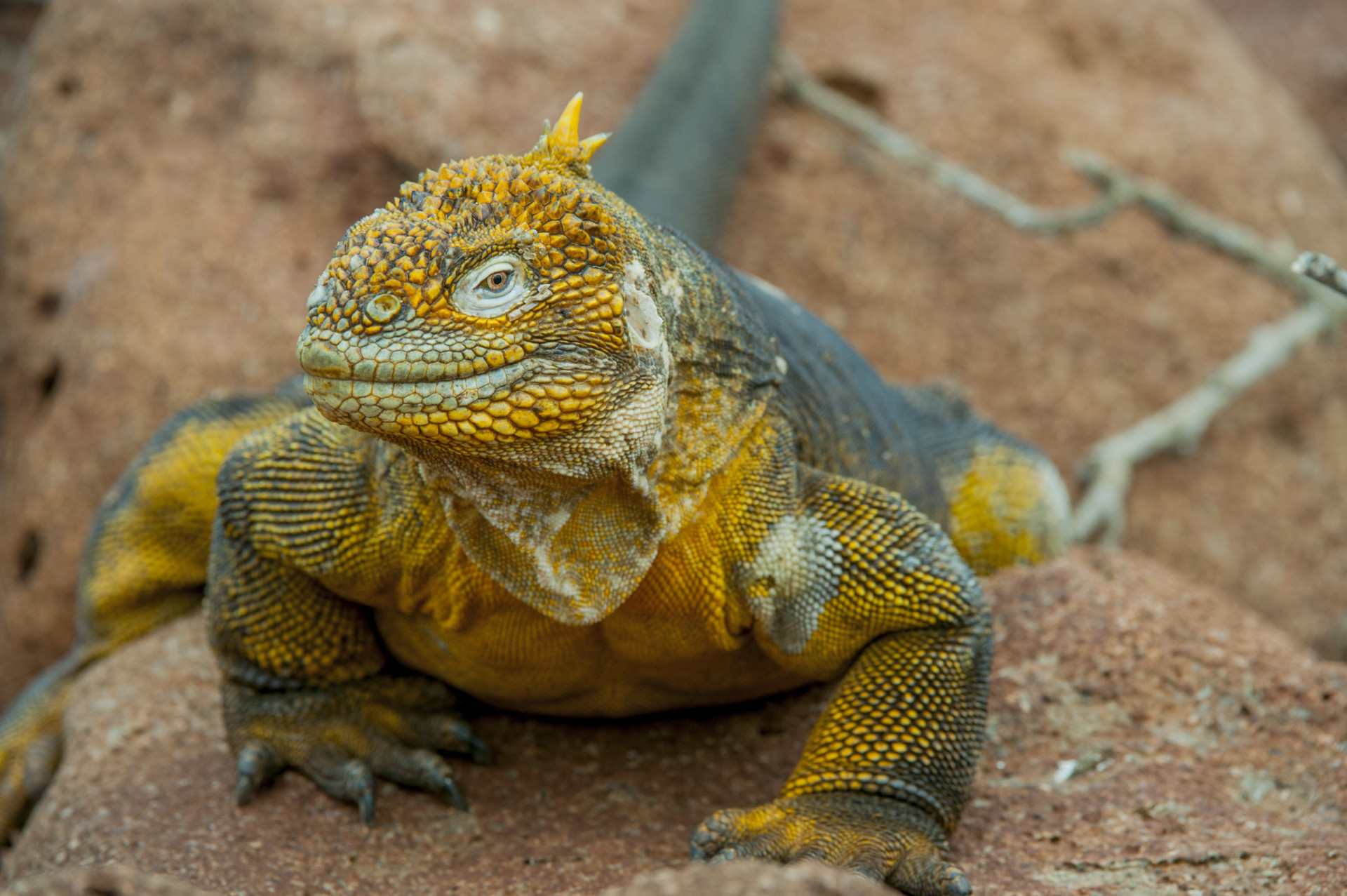 Iguanas amarelas antes ameaçadas de extinção estão em recuperação; veja