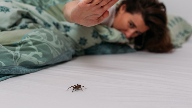 Picadas de aranhas são segunda causa de envenenamento no país