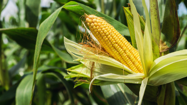 Agricultura busca transformação para enfrentar mudanças climáticas