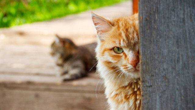 Quando animais foram usados como espiões