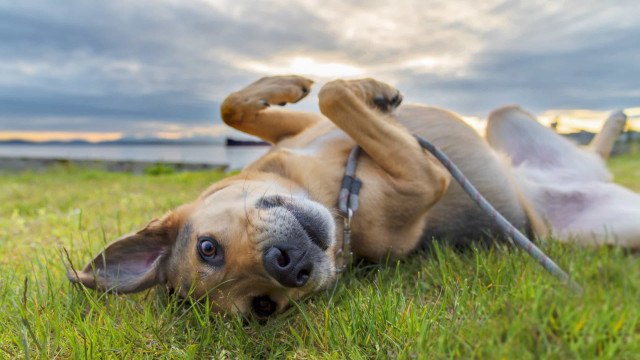 Ansiedade animal: saiba como ajudar o seu pet com dicas simples