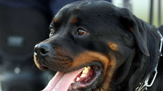 Cão rottweiler escapa de coleira e ataca adolescente na rua em SP