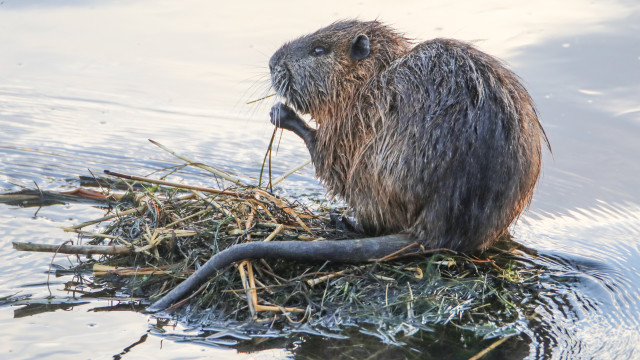 O experimento soviético com ratos de pântano e a sua consequência no mundo