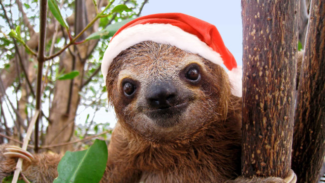 Tendo um dia difícil? Esses bichinhos fofos celebrando o Natal vão te ajudar!