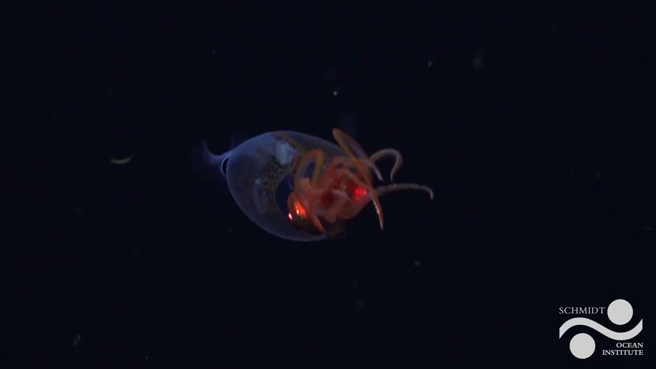 Lula colossal é filmada no abismo do Antártico pela primeira vez