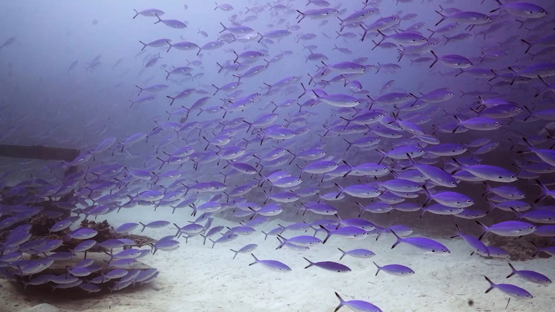Série de mordidas de peixes em visitantes causa interdição de lagoa turística em Bonito (MS)