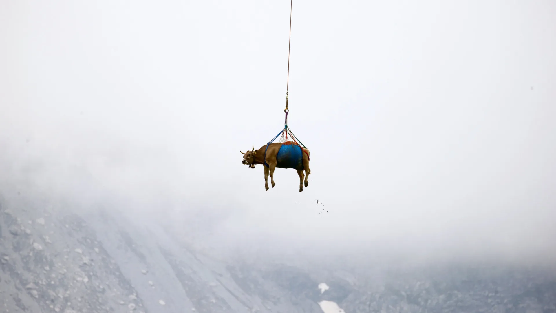 Vacas são retiradas de helicóptero de aldeia nos Alpes; assista
