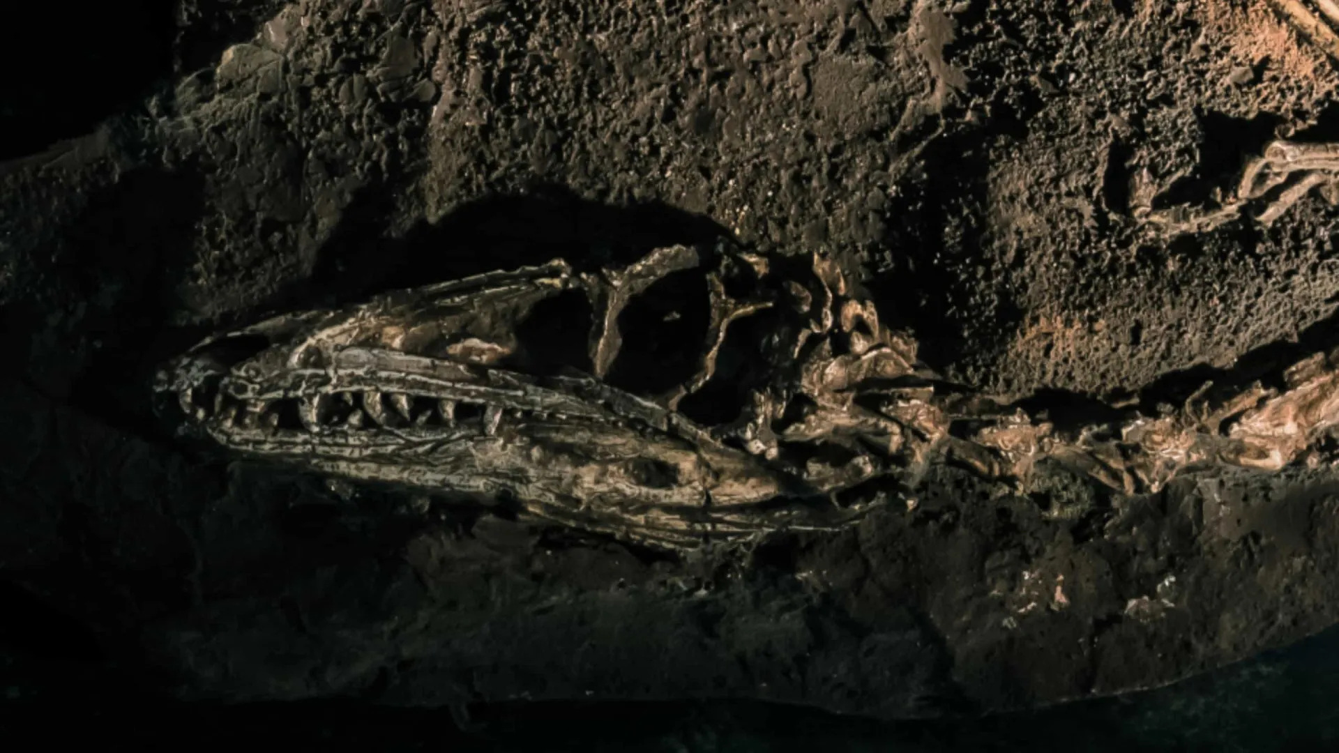 Fóssil descoberto no Brasil lança luz sobre origem dos dinossauros