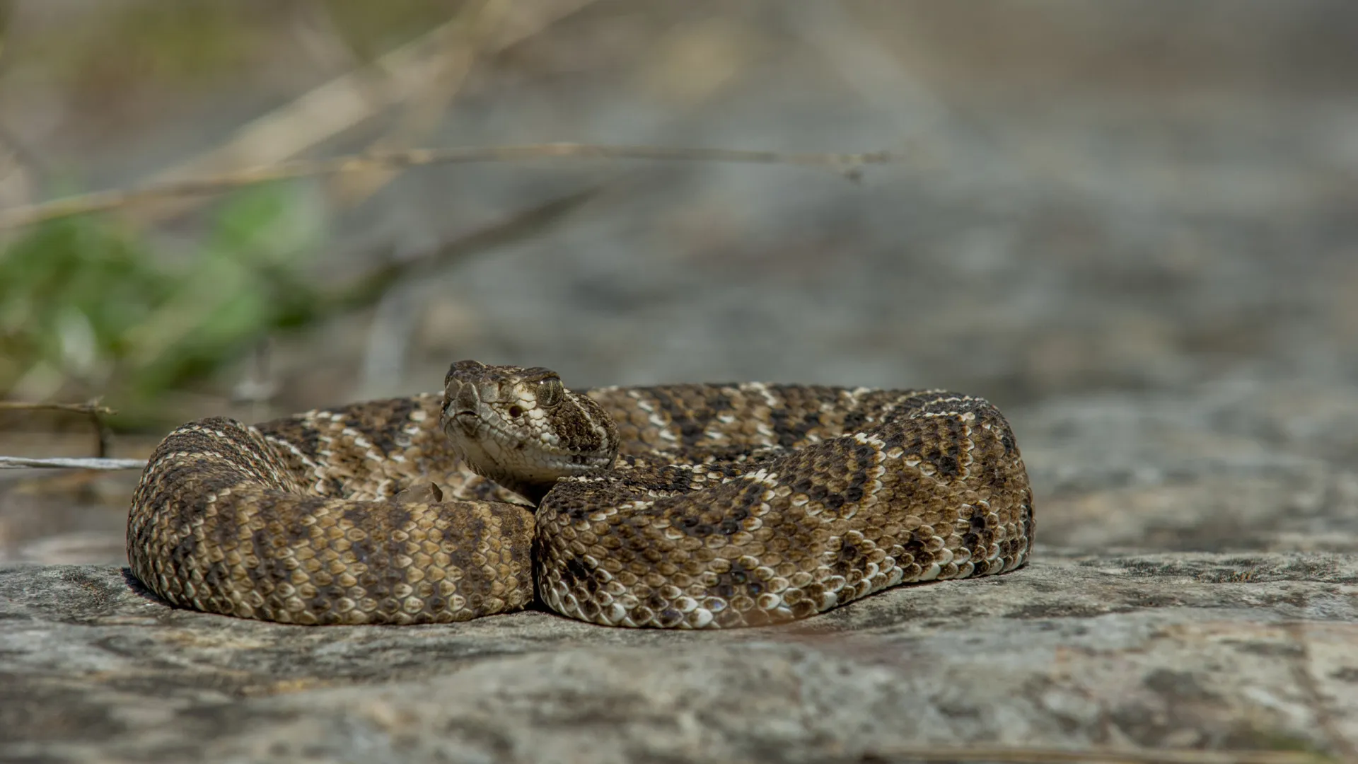 Veneno das cascavéis está mais mortal? Cientistas fazem descoberta curiosa